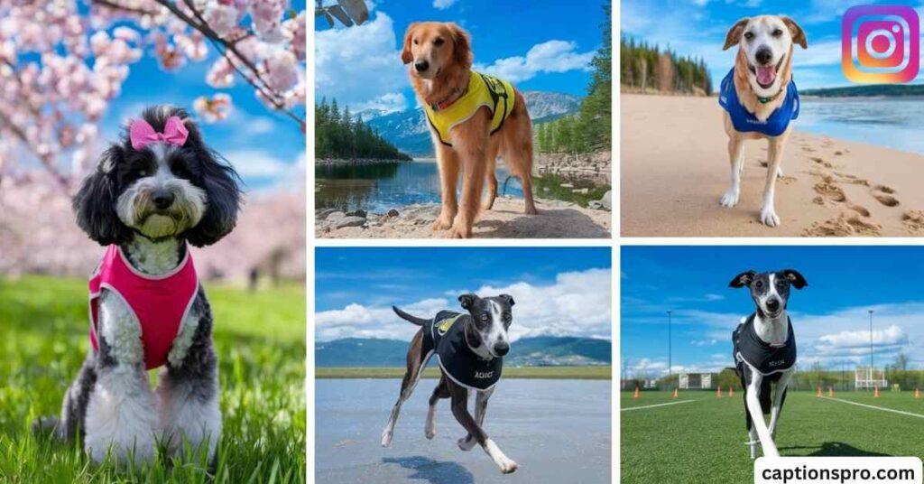 Aesthetic Dog Instagram Bio Ideas