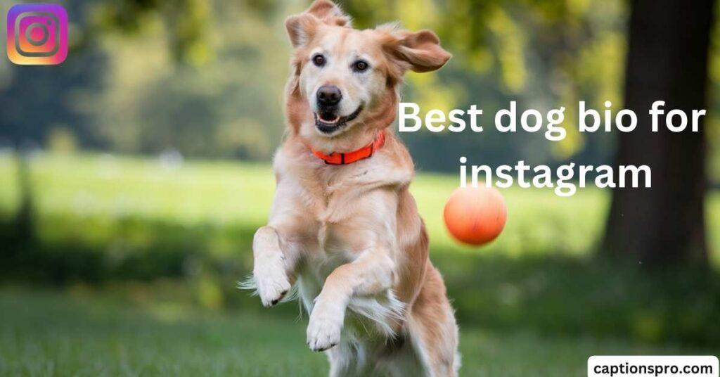 Best dog bio for instagram