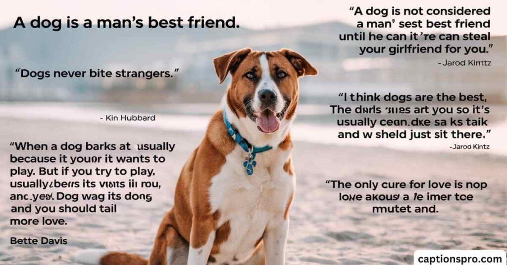 Quotes for dog Instagram bio