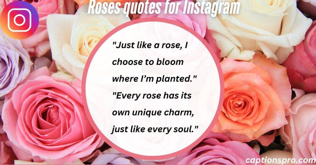Roses quotes for Instagram