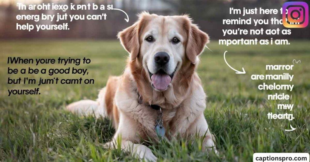 dog quotes for instagram