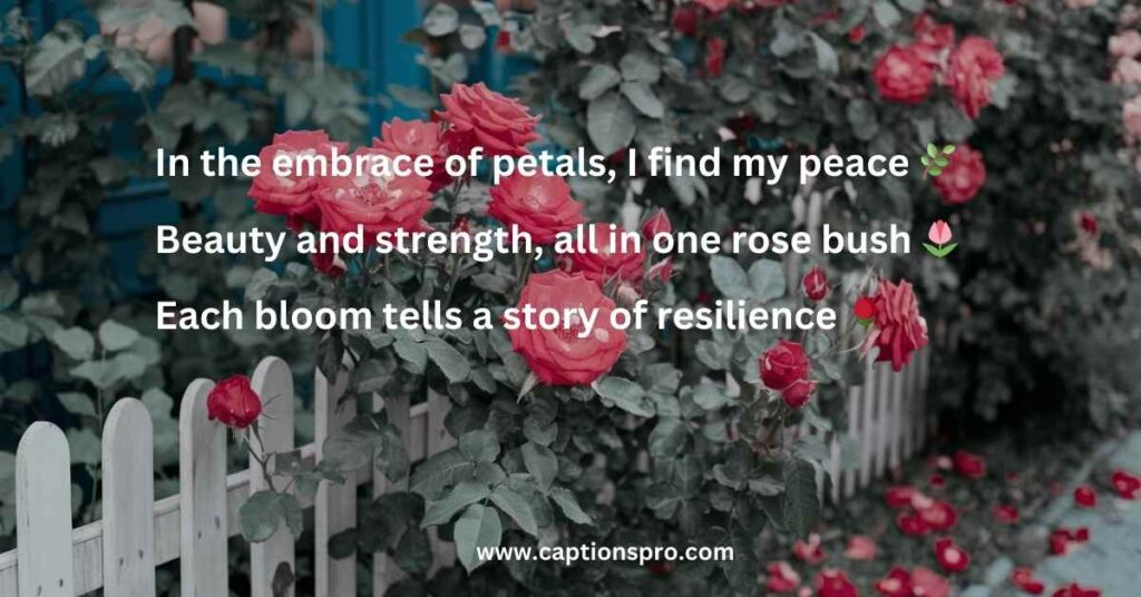 Awesome Rose Bush Instagram Captions