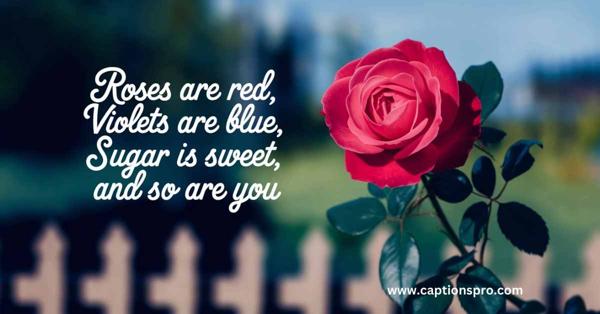 Best 360+ Rose Instagram Captions For Instagram - Captions Pro