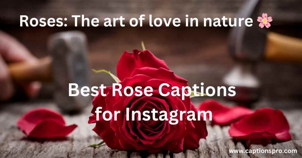 Best Rose Captions for Instagram