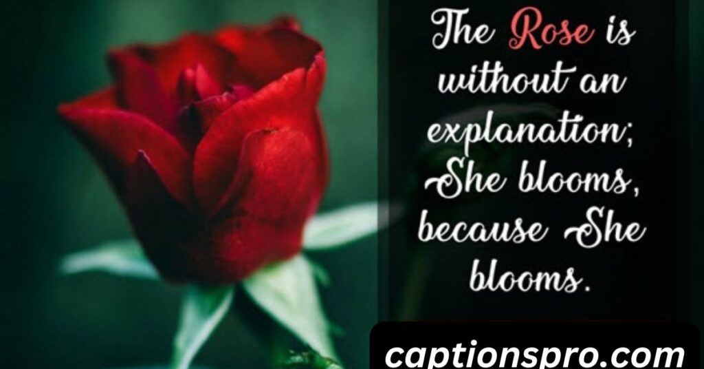Clever Rose Captions for Instagram