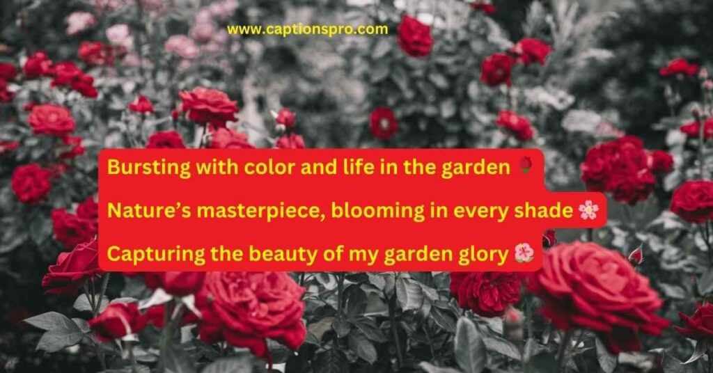 Garden Glory Rose Instagram Captions