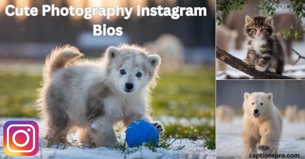 Cute Photography Instagram Bios